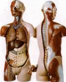 anatómiai modellek